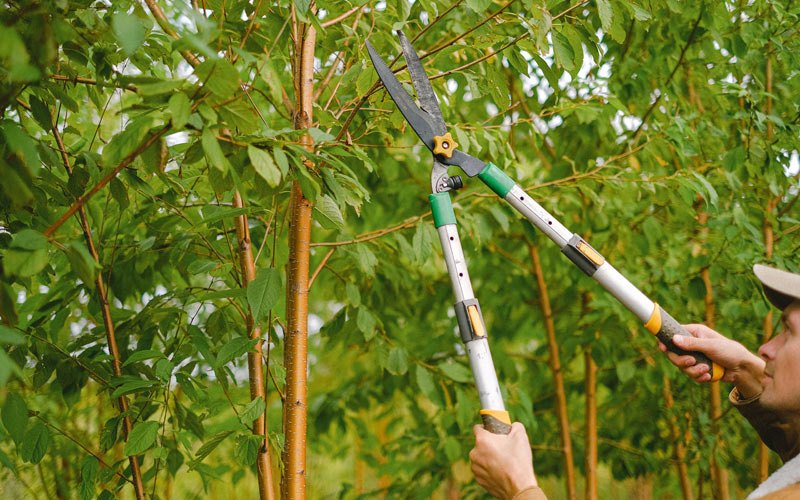 Tree trimming in Elma, NY